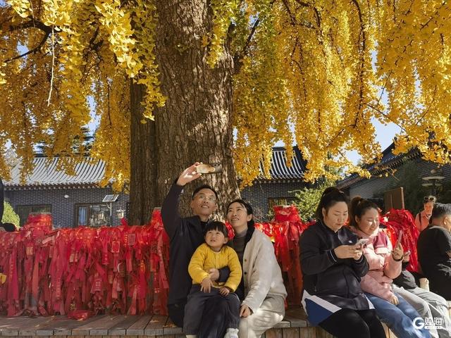 满树金黄！青岛这棵千年银杏已进入最佳观赏期