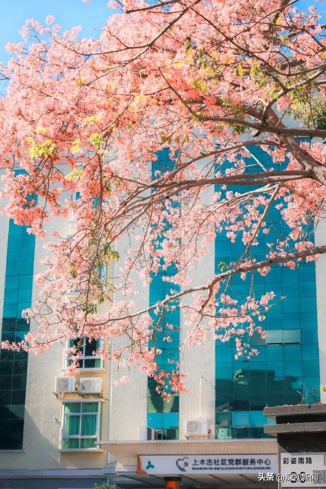 深圳限定浪漫！周末快来赴一场粉色花海盛宴