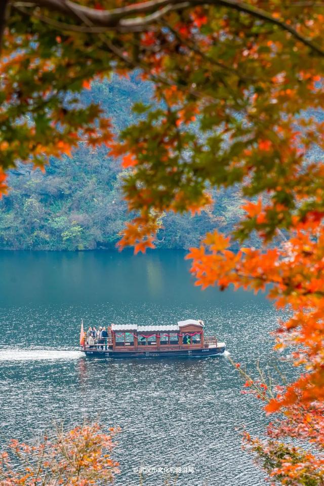 红了！武汉5000余亩红叶树，集体变色