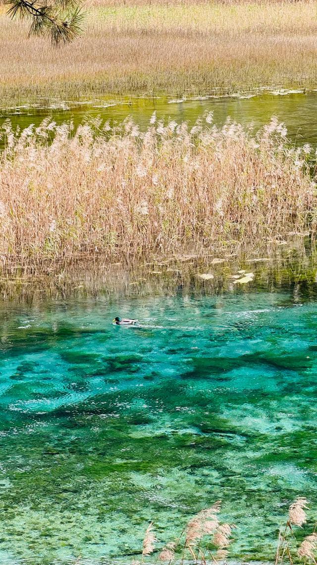 【今日九寨沟】秋季彩林最后的盛宴，明年再见！