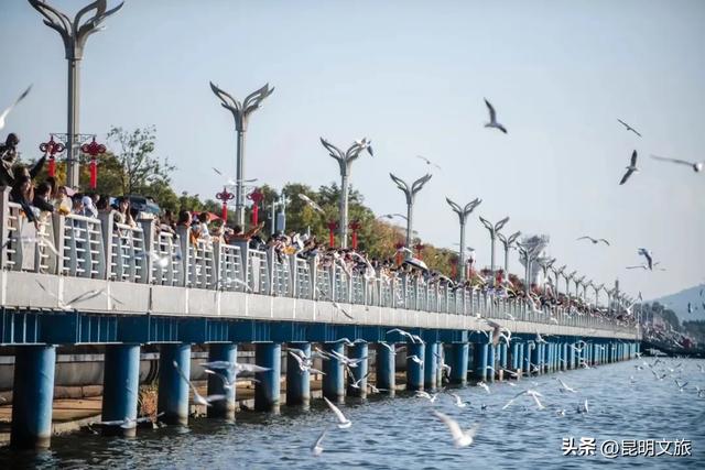 超详细攻略！在昆明官渡，与鸥共舞，六种玩法开启冬日漫游！