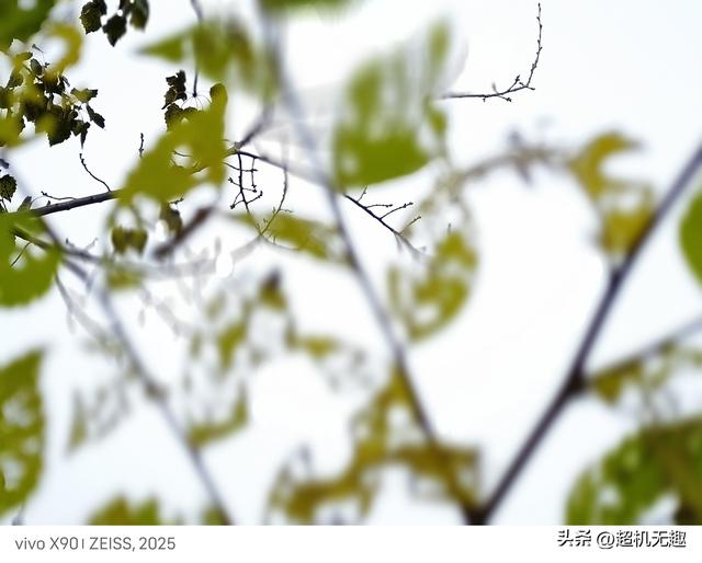 我家狗吃屎那天我的影像记录中