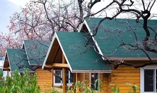 柿子熟了！淄博这些“柿”情画意，超出片！