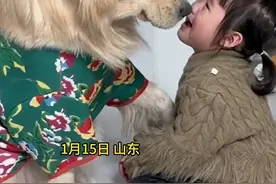 萌娃被妈妈说了几句哇哇大哭，家里两只狗狗围过来一个哄一个劝图片