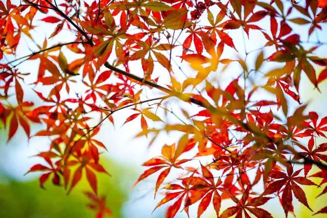 重庆园博园美出新高度！随手一拍都超超超出片→