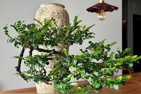 小叶紫檀，王者之树，养一盆不仅显身份，还能招财镇宅，净化空气图片