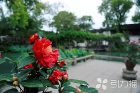 与四季百花斗艳 苏州留园茶花将从年初开到年末图片