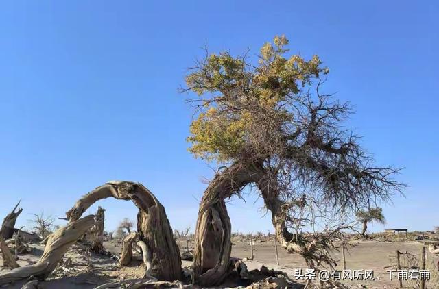 额济纳胡杨：为何枯木、遗址与烟火，反倒成了最动人的风景？