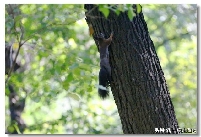 沈阳东陵郊野公园“精灵”出没