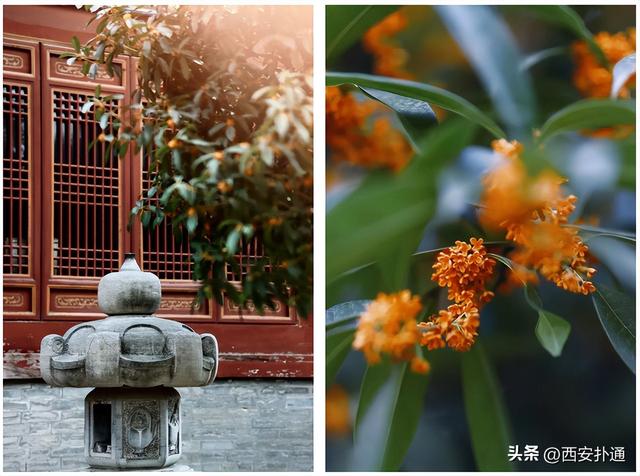 上一个晴天，为你“抢收”了5片金灿灿的桂花