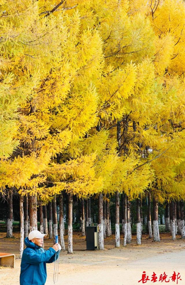 长春这里藏了条“黄金大道”！错过再等一年