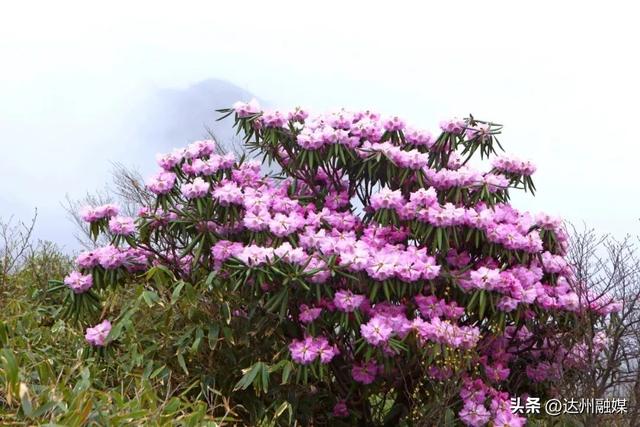 八台山向全世界的女性朋友免费开放，免费啦！免费啦！