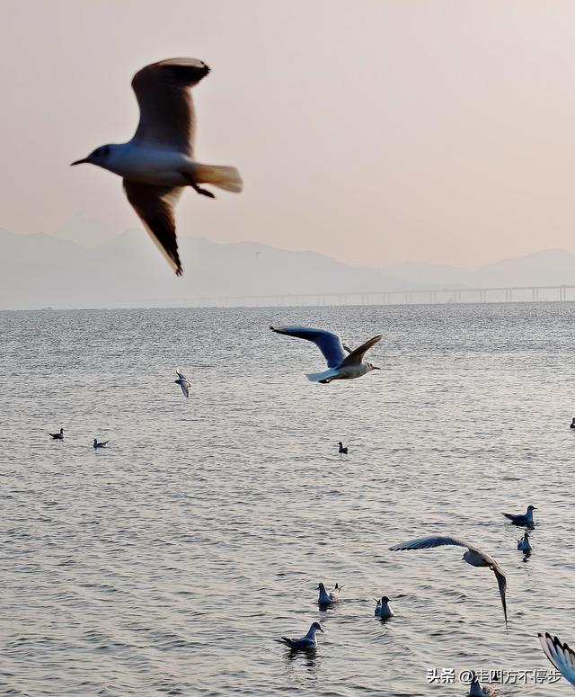深圳湾观鸟：海舞鸟歌映盛世