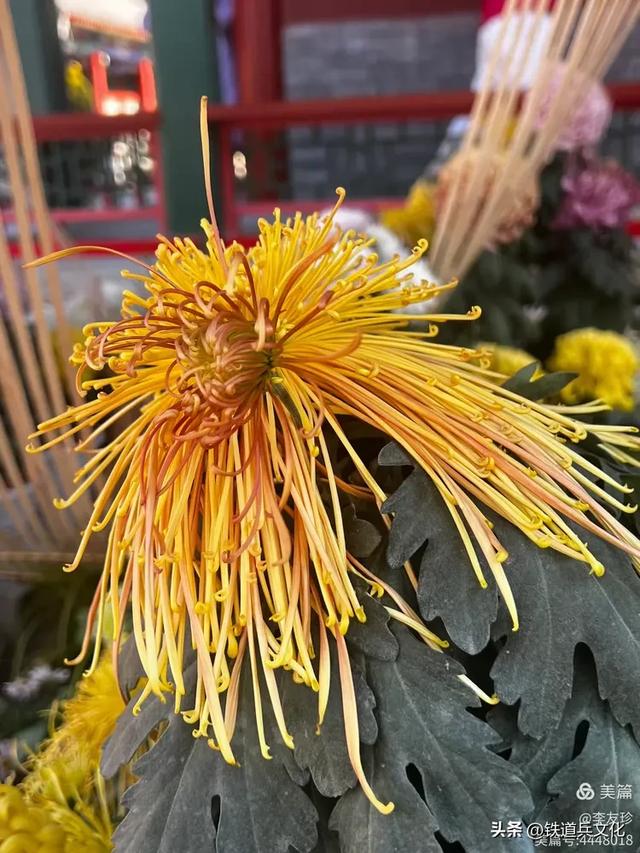 李友珍||岁月倏然·菊韵飘香——紫竹院公园的菊展