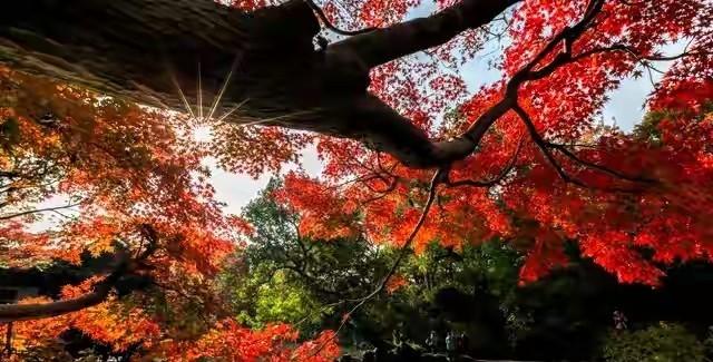 金川乡愁，不再是回不去的过去，而是看得见的未来和希望的田野