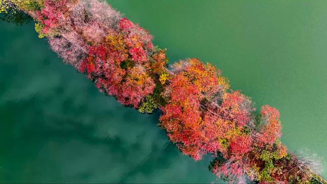 乌桕林“遇见”桂林山水 绘就“青红山水图”