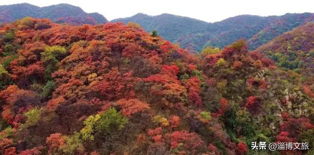 红了！淄博绝美红叶季来袭，一景区免费！等天晴，就出发→