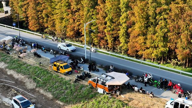 图集 | 顺德伦教乌洲水闸落羽杉与你共享冬日浪漫