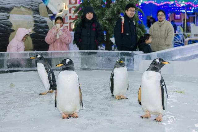 在苏州也能扑进雪里！南方孩子的冬日幻想成真