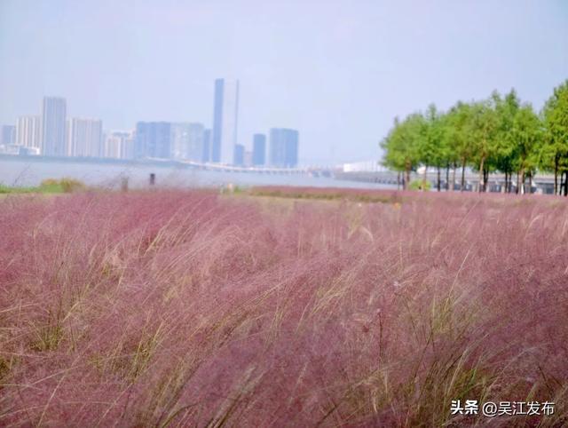 周末去打卡丨在吴江，赴一场粉色之约！