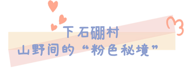 粉黛乱子草的浪漫邀约！在乳山赴一场粉色的秋日之约