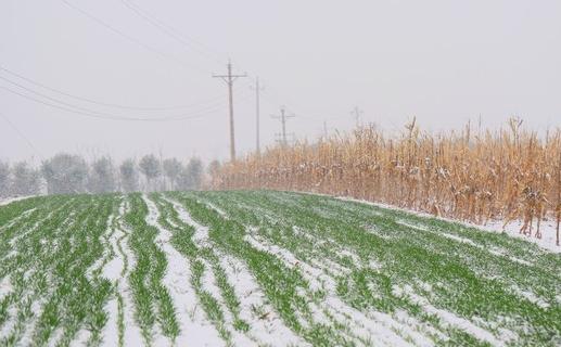 冬天冷不冷，就看立冬，今天立冬，今年冬天会冷到哭吗？