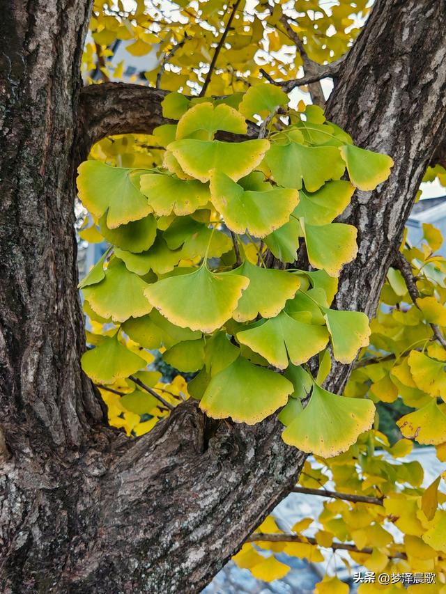 湖北随州，千年银杏谷 自然与人文的诗意交响
