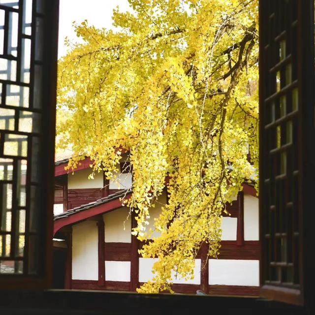 冬访信江书院：一株银杏染金，古院藏尽温柔