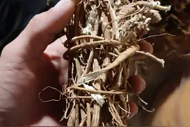 发现神奇植物！农村山里的‘牛奶根’，神奇功效惊人！图片