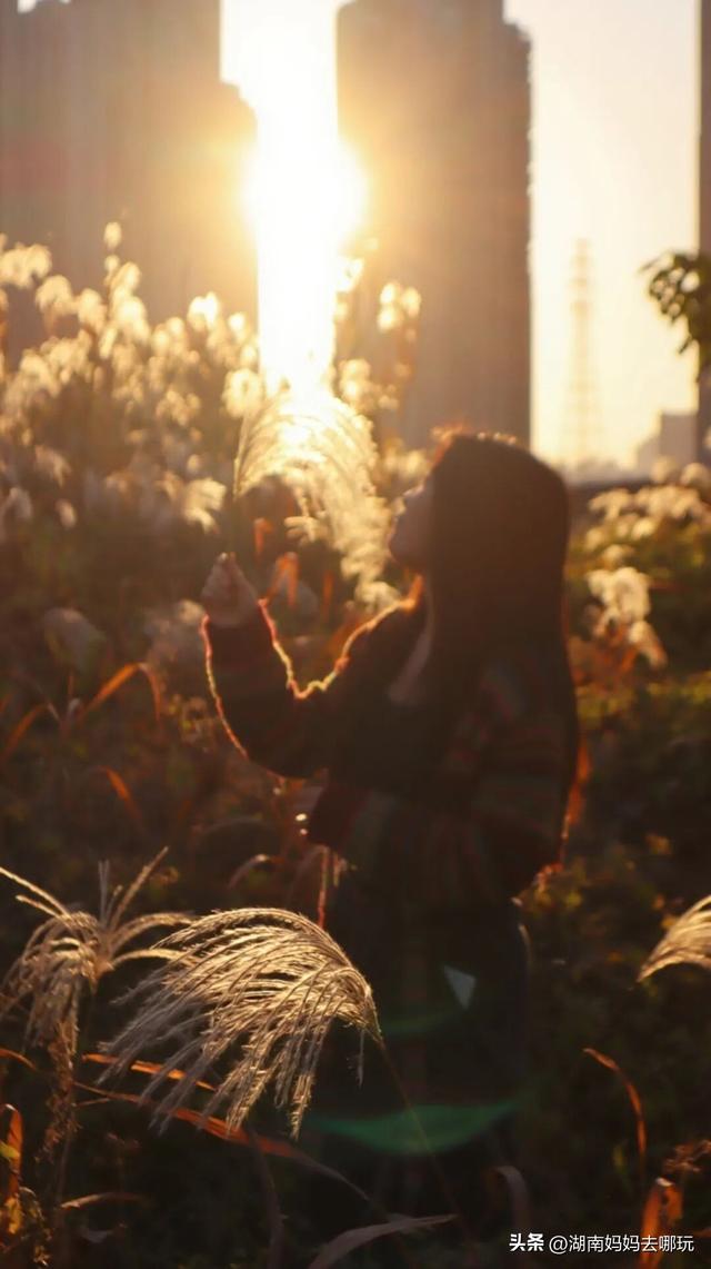 不用去南京，长沙也藏着 “梧桐秘境”！遛娃拍照美到窒息！