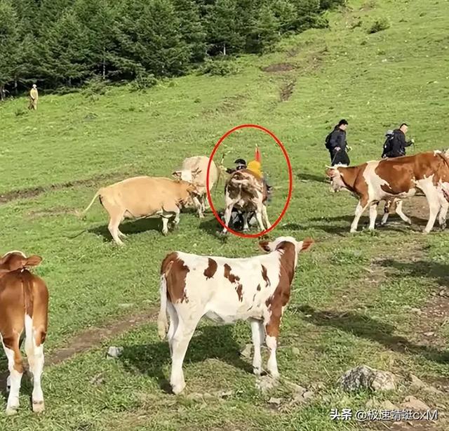 五台山牛群攻击游客反转！疑景区甩锅"挑衅"，当事人曝更多细节