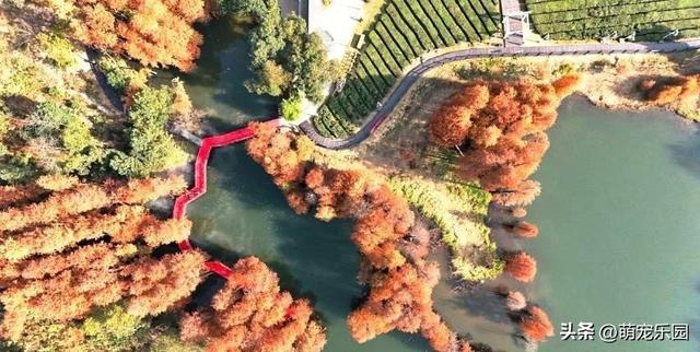 走进蔡甸九真山，池杉变色如调色盘，城市烦躁瞬间消解