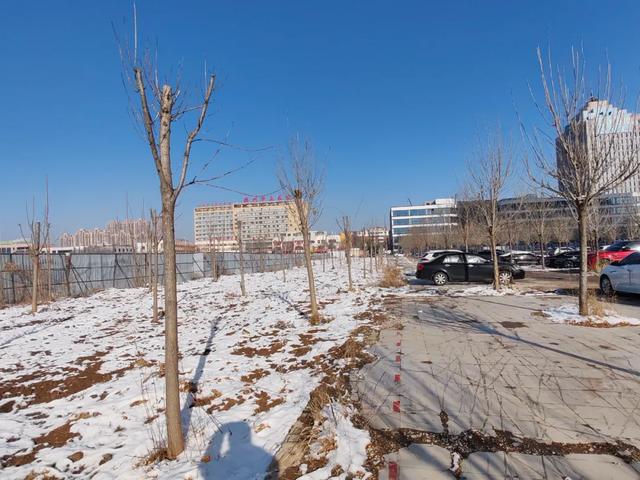 德州原城隍庙里种上了树,重修城隍庙有必要吗?