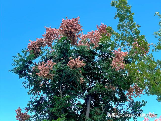 “黄花红果”栾树扮靓秋日美景
