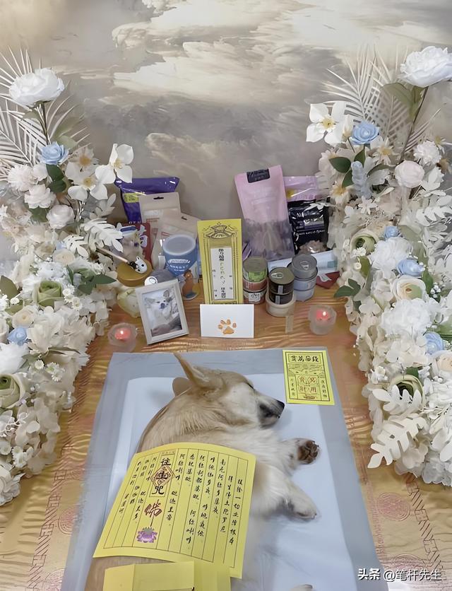 1.2亿养宠家庭催火“死亡生意”！2024年每天6家公司入局
