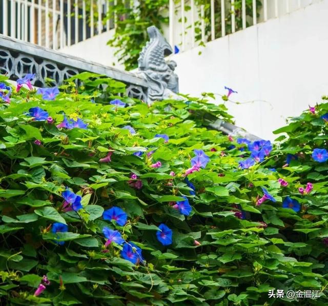 打开秋日温江，这样“梗”有料→