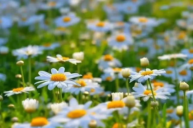 接住！金普秋日“花”招百出，处处都是显眼“苞”！
