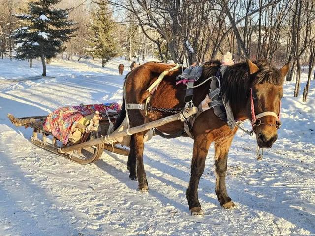实探漠河北极村马爬犁：百余匹骏马轮流上岗，旅游旺季一天营业近10小时