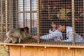 虐待成瘾、事故频发：闹上热搜的“野生动物园”，90%都在亏损图片