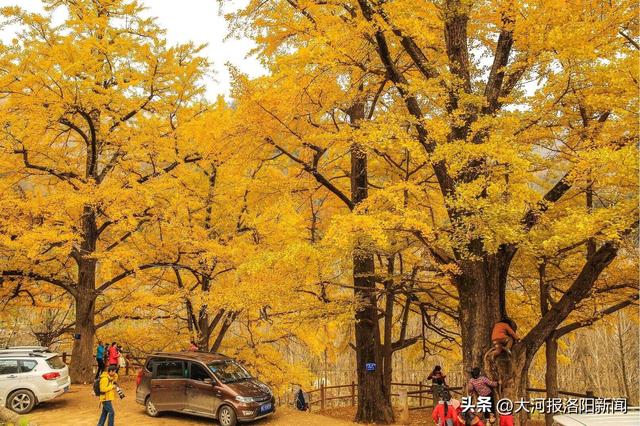 洛阳嵩县有1株战国时期种下的银杏：树龄约2350年，树高36米，树围7.5米，遮荫面积1亩地