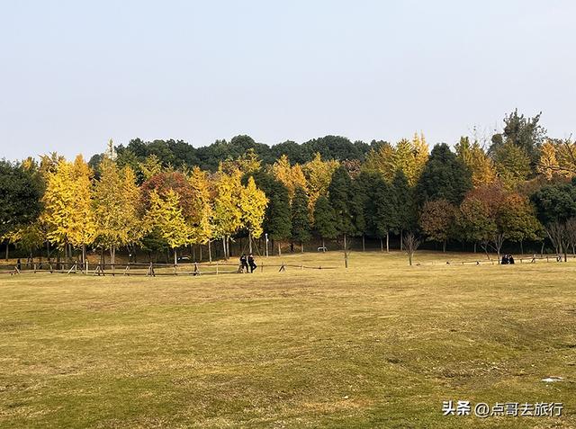 成都城市中的草原牧场，彩林比阿勒泰还美，公交车地铁直达！