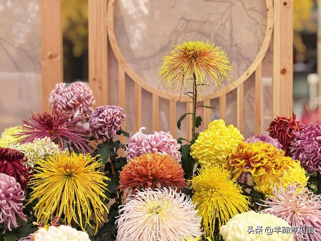秋风独宠一园菊，晚来香艳出樊篱——北京北海公园2025年菊花展