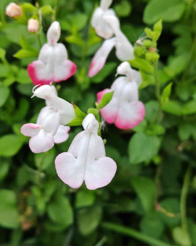 繁花似锦的秋天