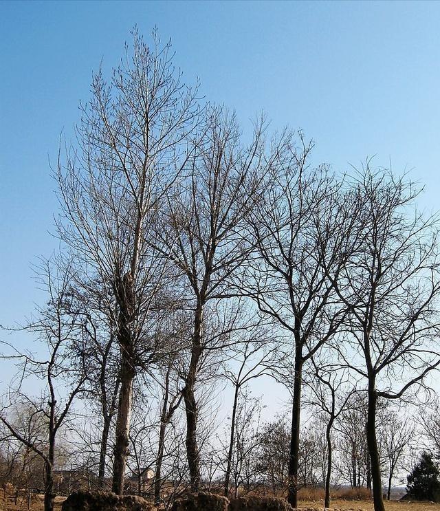 “上午立冬大雪封门，下午立冬单衣过冬”，今年立冬上午还是下午