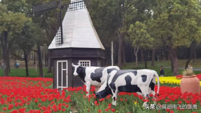 《乙巳初夏郁金香的绚烂乐章》