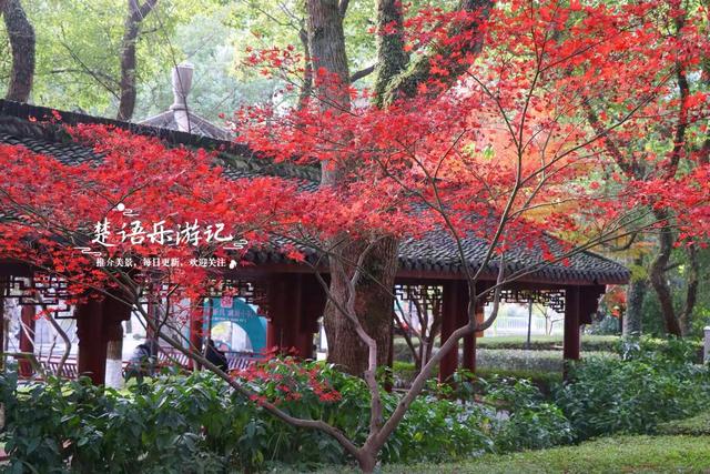 浙江绍兴这片风景真的太美了，五彩枫树犹如天然油画，拍照太出片