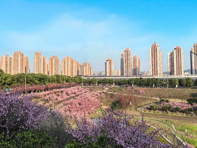 开往春天的列车，发车！这3个地方最出片！