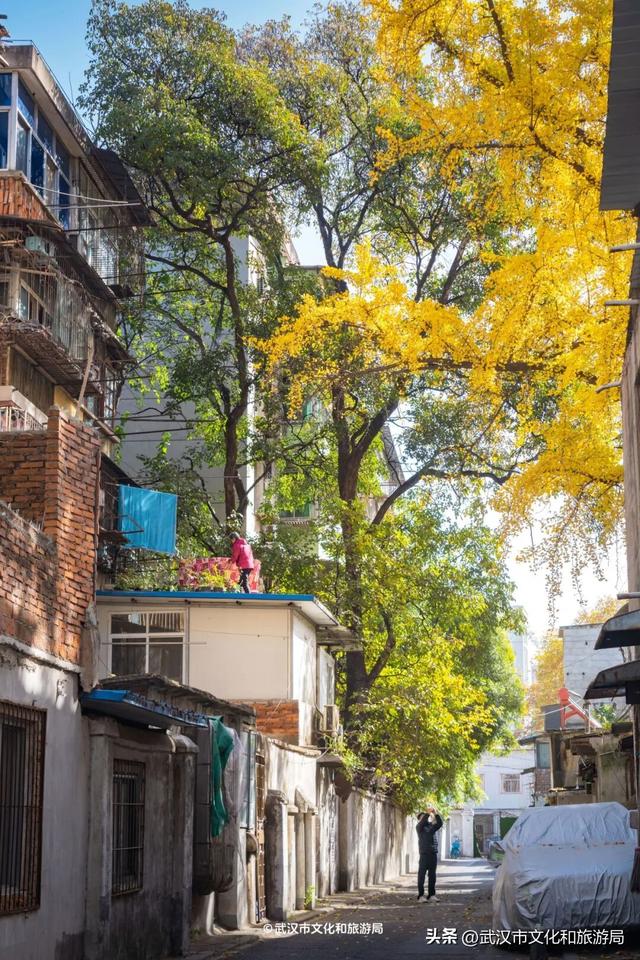 本周，武汉彩叶杀疯了！