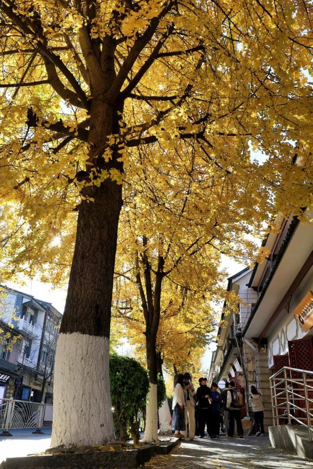 大理“金色童话”背后藏“秘密”