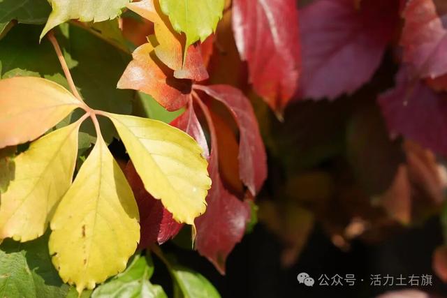 土右旗的秋天不用买，弯腰就能“捡”到治愈！